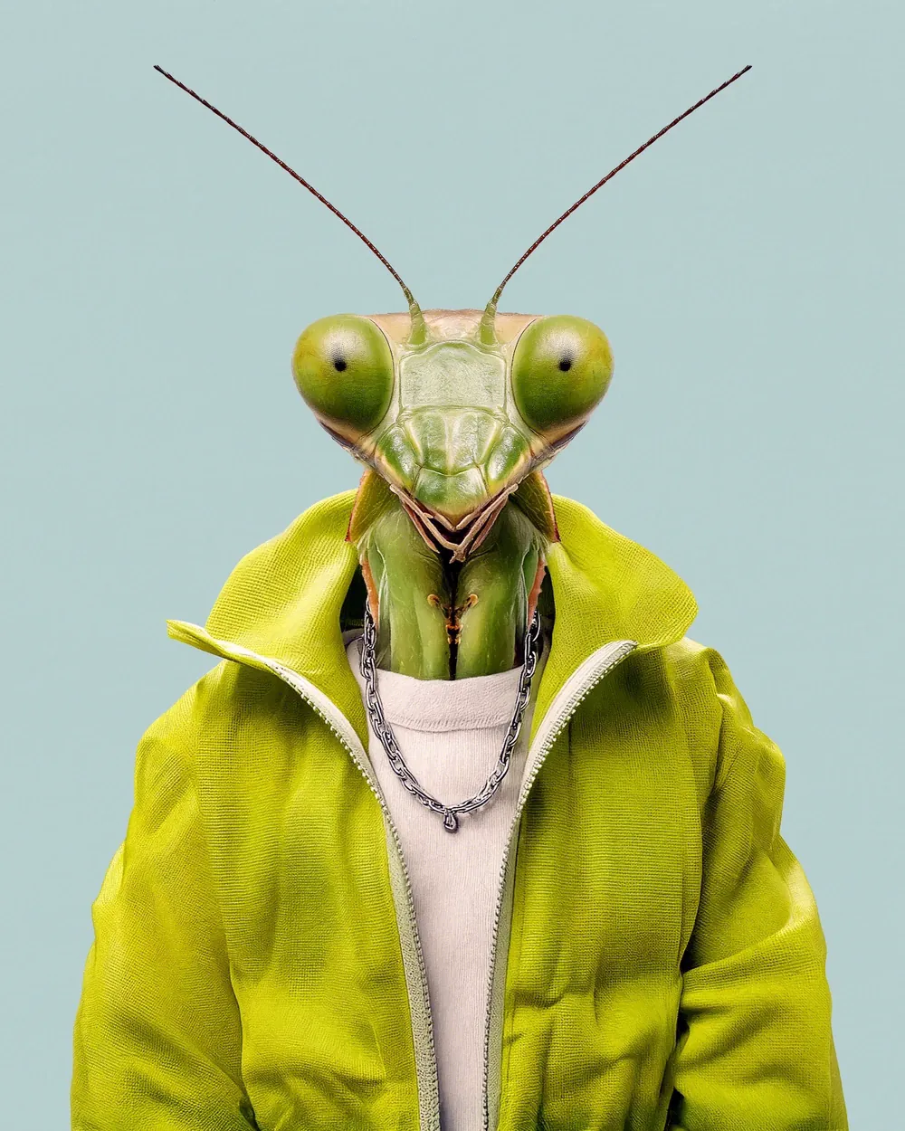 Bruno · Mantis religiosa