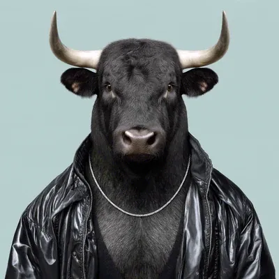 Fernando · Toro de lidia