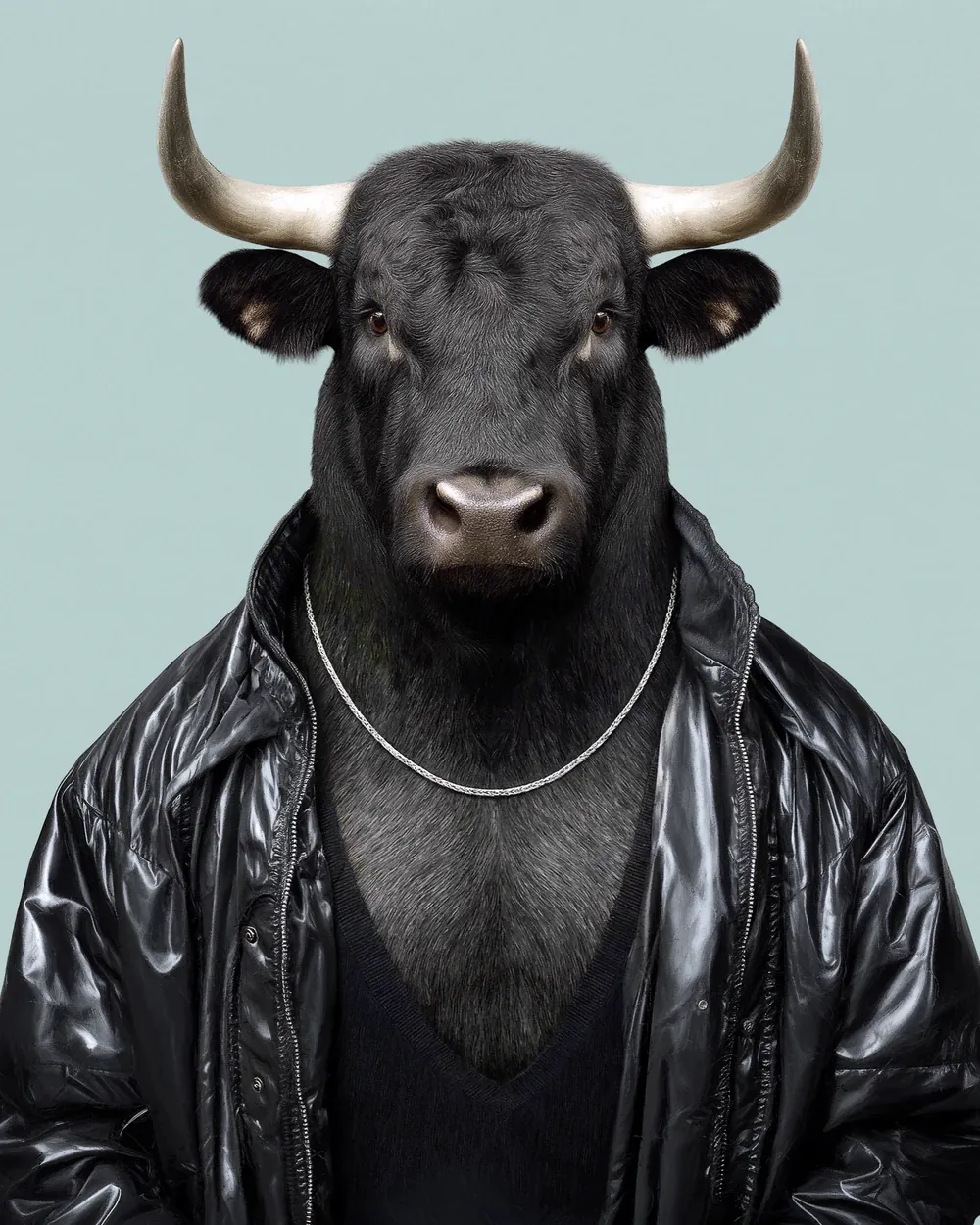 Fernando · Spanish fighting bull