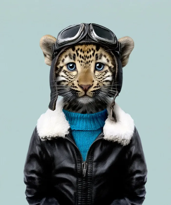 Retrato de Jeong, leopardo de Amur