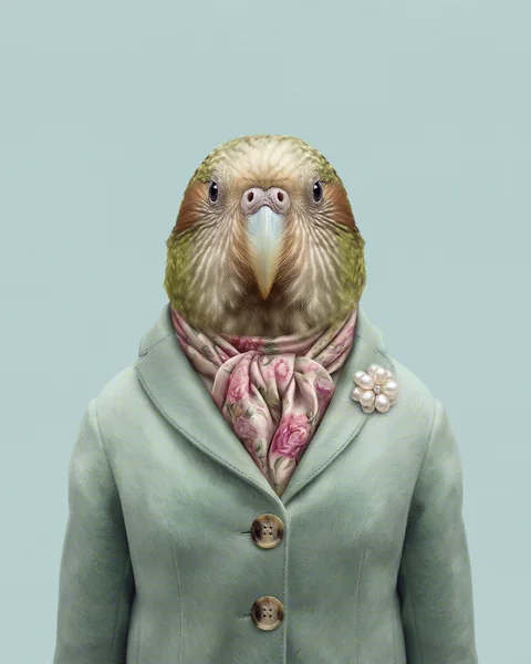 Kiri · Kakapo