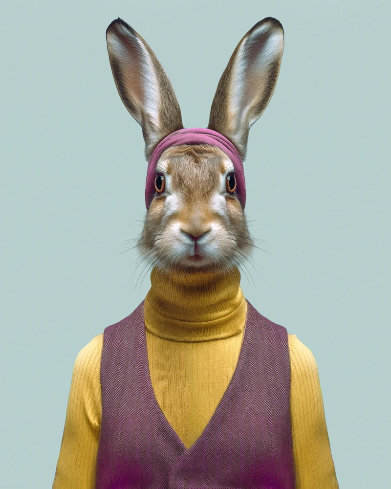 Olwen, European hare — Animal Kinhood portrait by Yago Partal