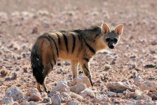 Lobo de tierra en su hábitat · Proteles cristata