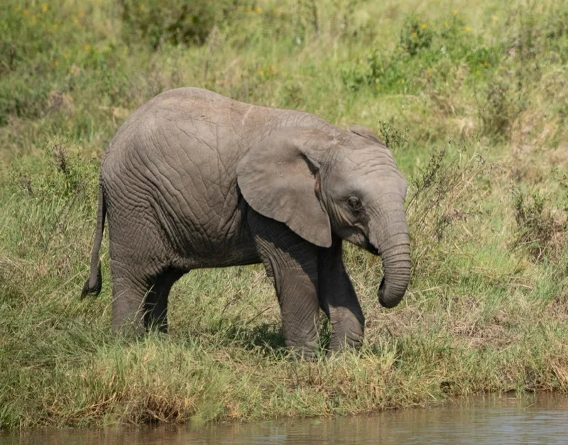 African bush elephant en su hábitat · Loxodonta africana
