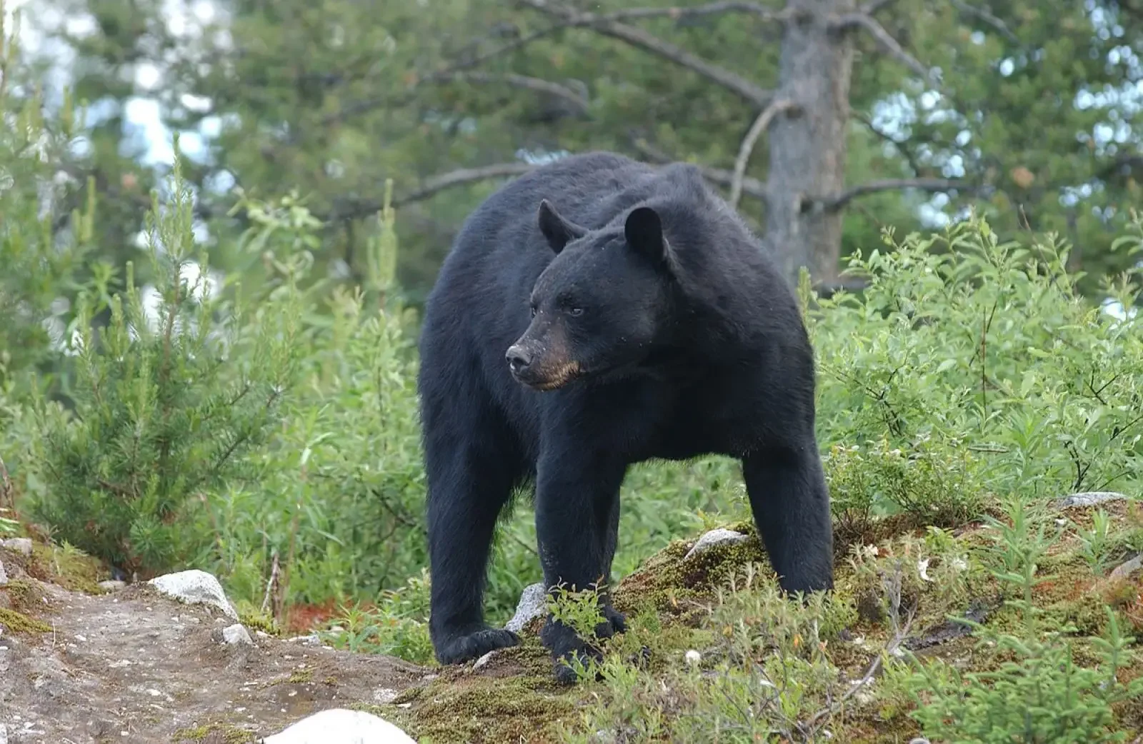 American black bear en su hábitat · Ursus americanus