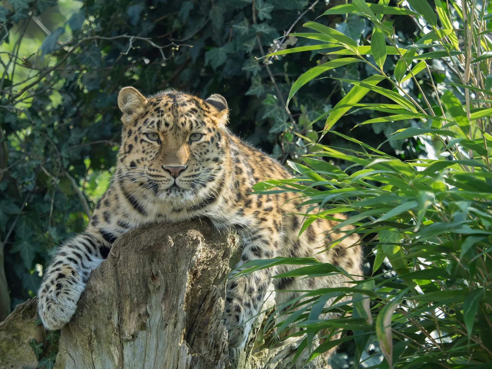 Amur leopard en su hábitat · Panthera pardus orientalis