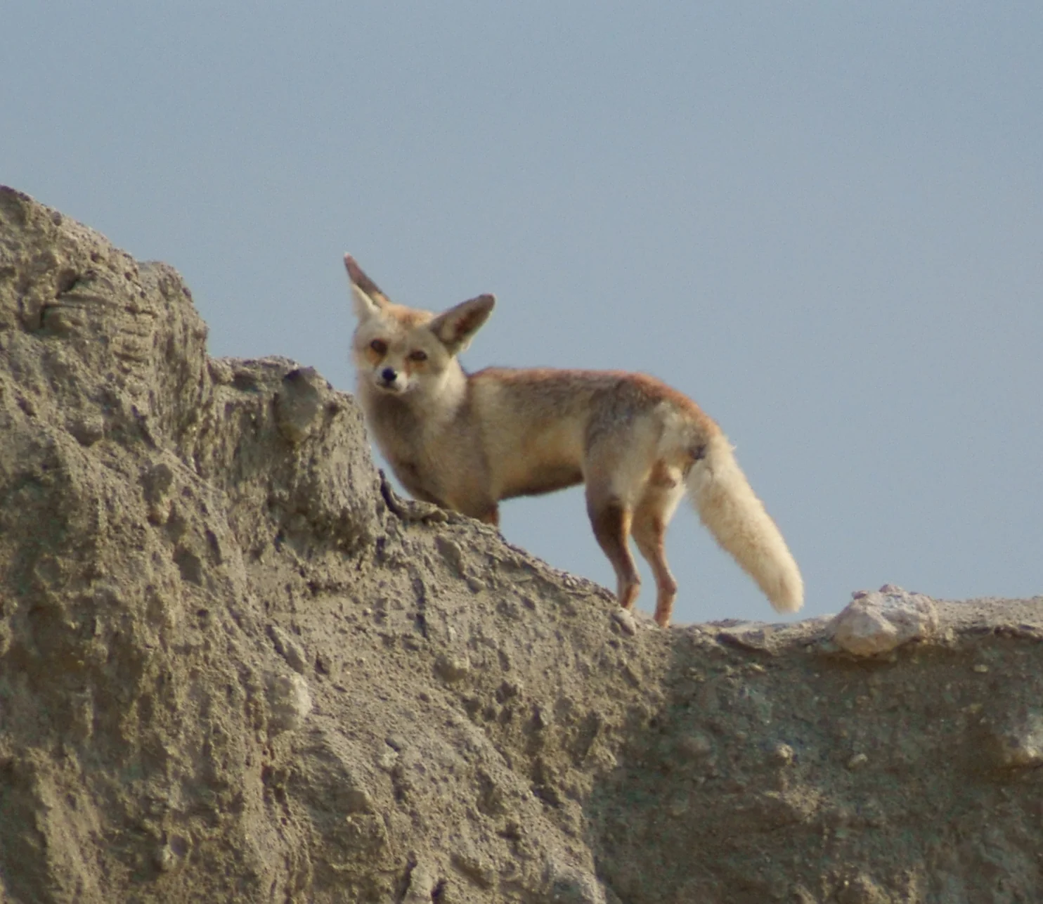 Arabian red fox en su hábitat · Vulpes vulpes arabica