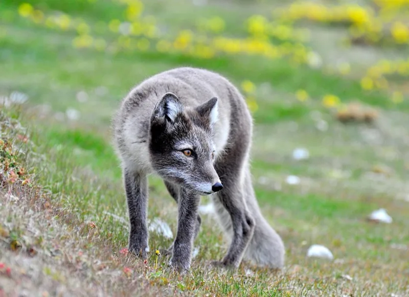 Renard polaire en su hábitat · Vulpes lagopus