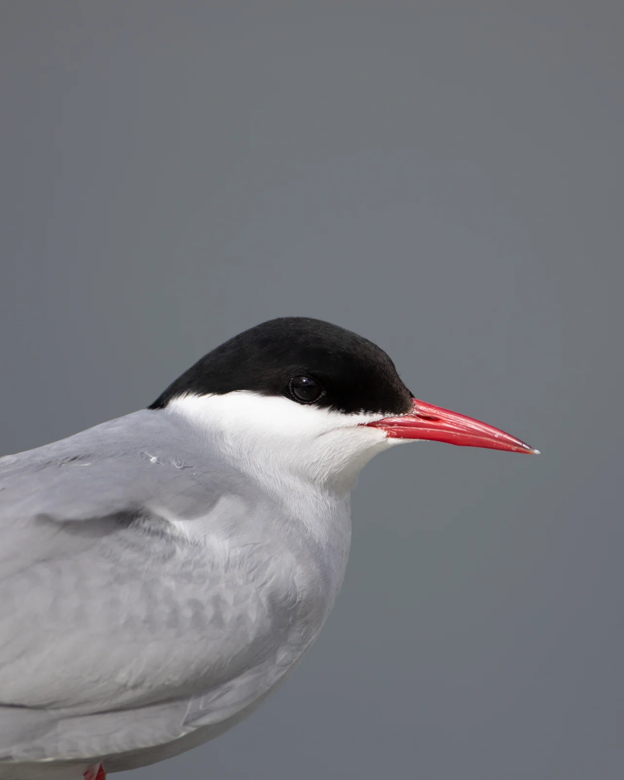 Arctic tern (Sterna paradisaea) in the wild