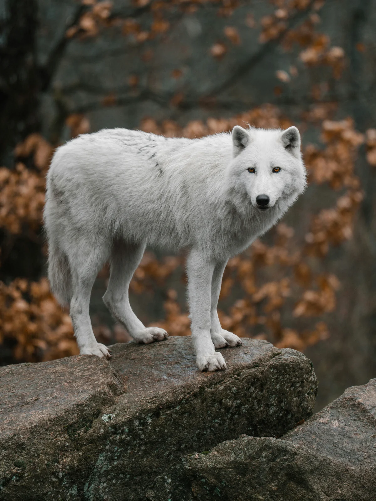 Lobo ártico en su hábitat · Canis lupus arctos