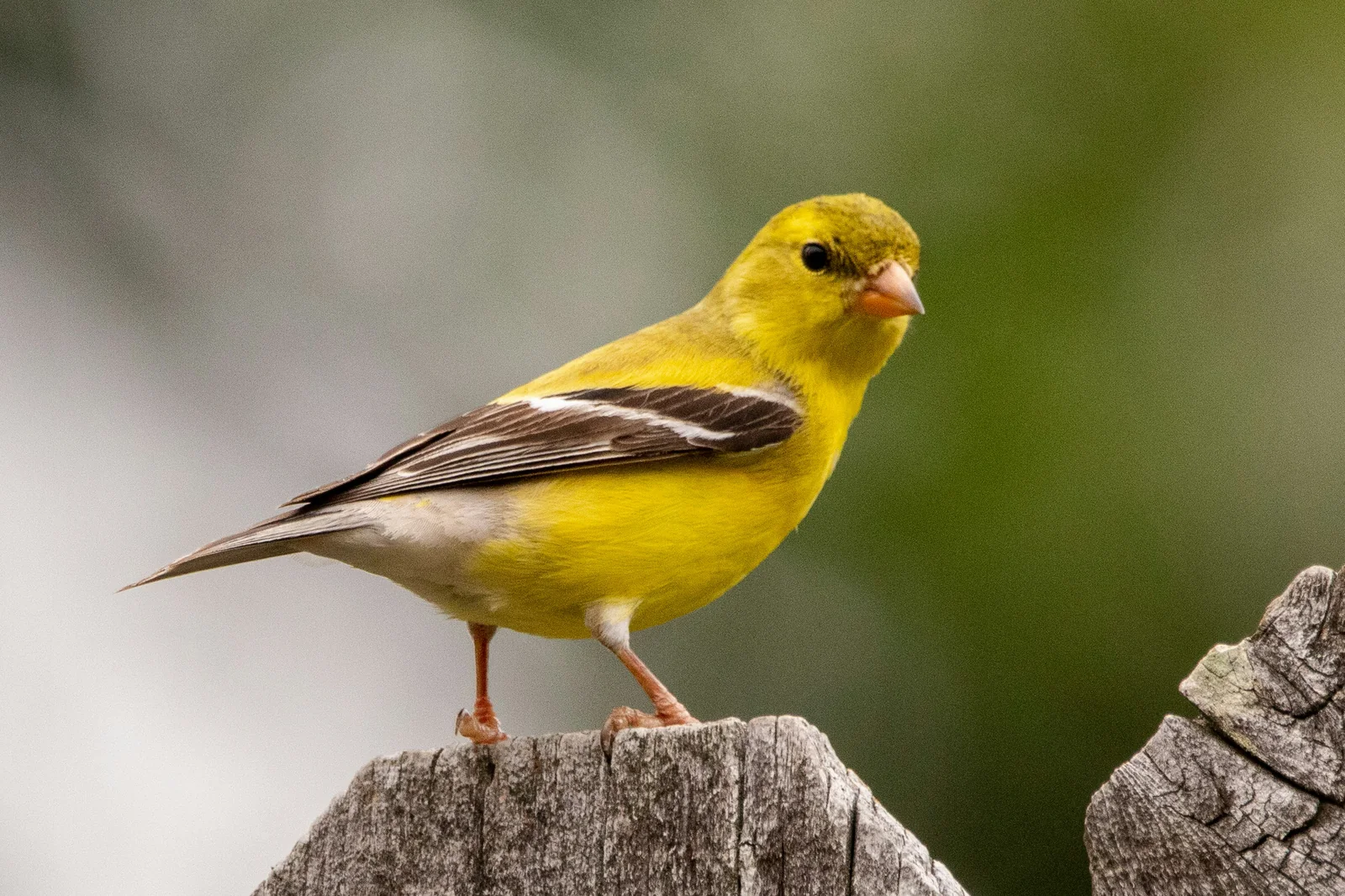 Canario atlántico en su hábitat · Serinus canaria