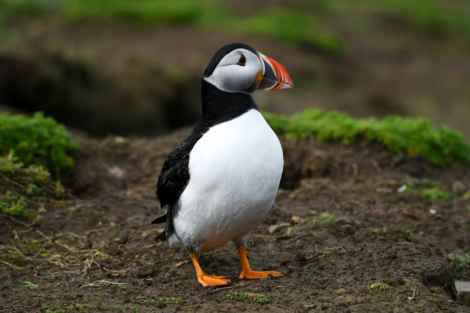 Atlantic puffin en su hábitat · Fratercula arctica