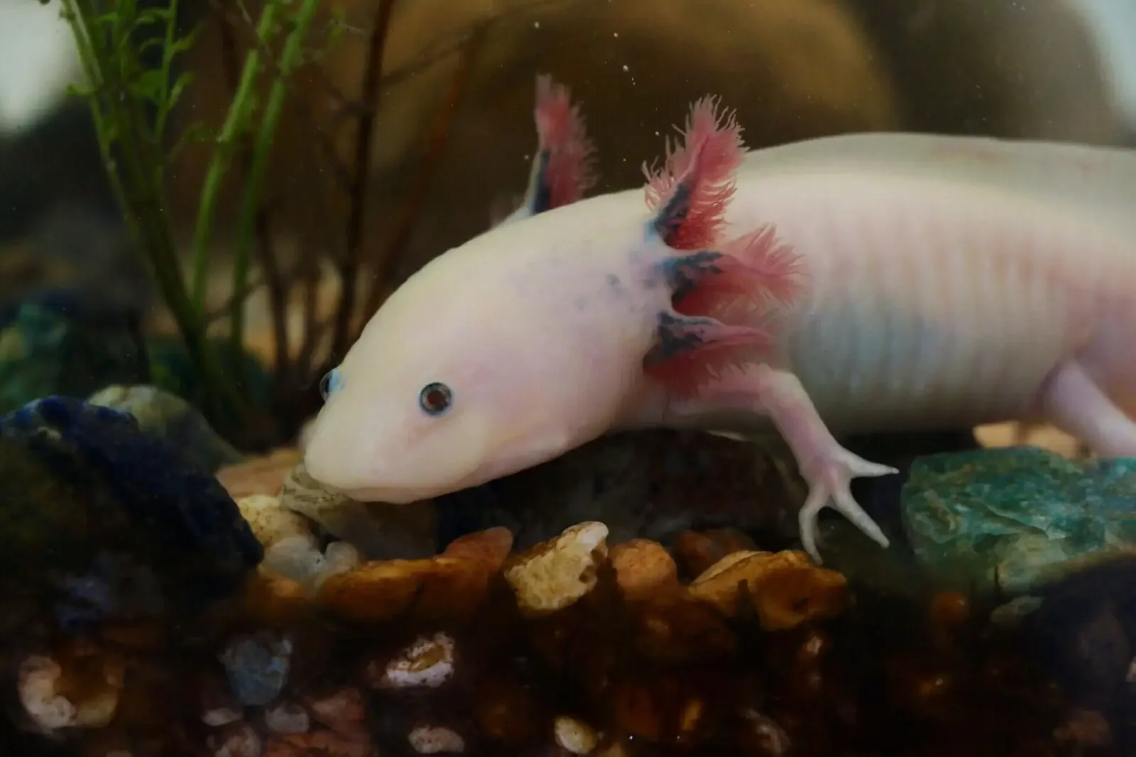 Axolotl en su hábitat · Ambystoma mexicanum