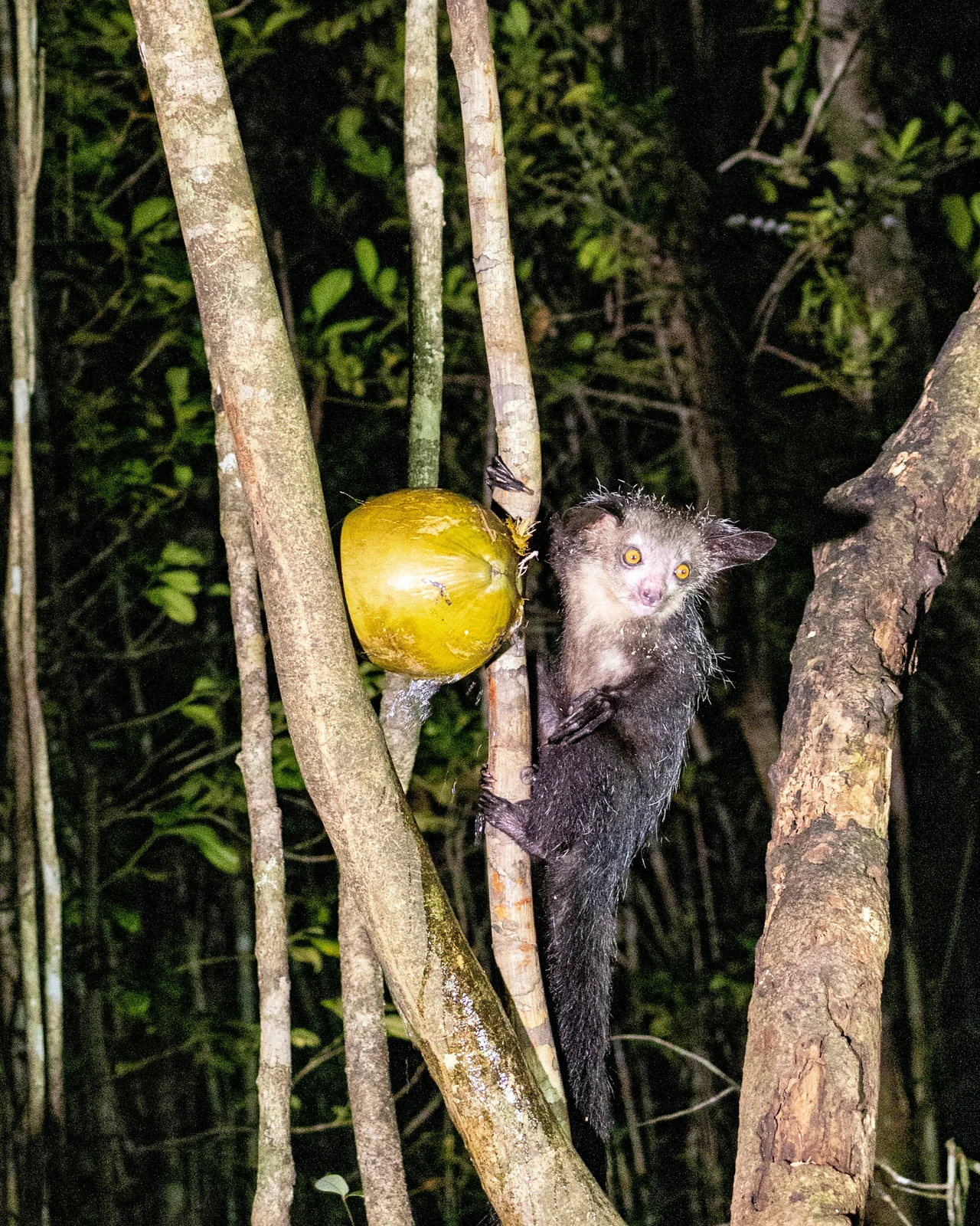 Aye-aye (Daubentonia madagascariensis) in the wild