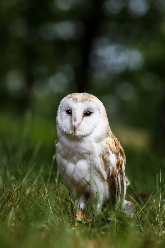 Une chouette effraie réelle (Tyto alba) debout sur l'herbe, son disque facial blanc en forme de cœur face à l'objectif : photographie de référence de l'espèce.