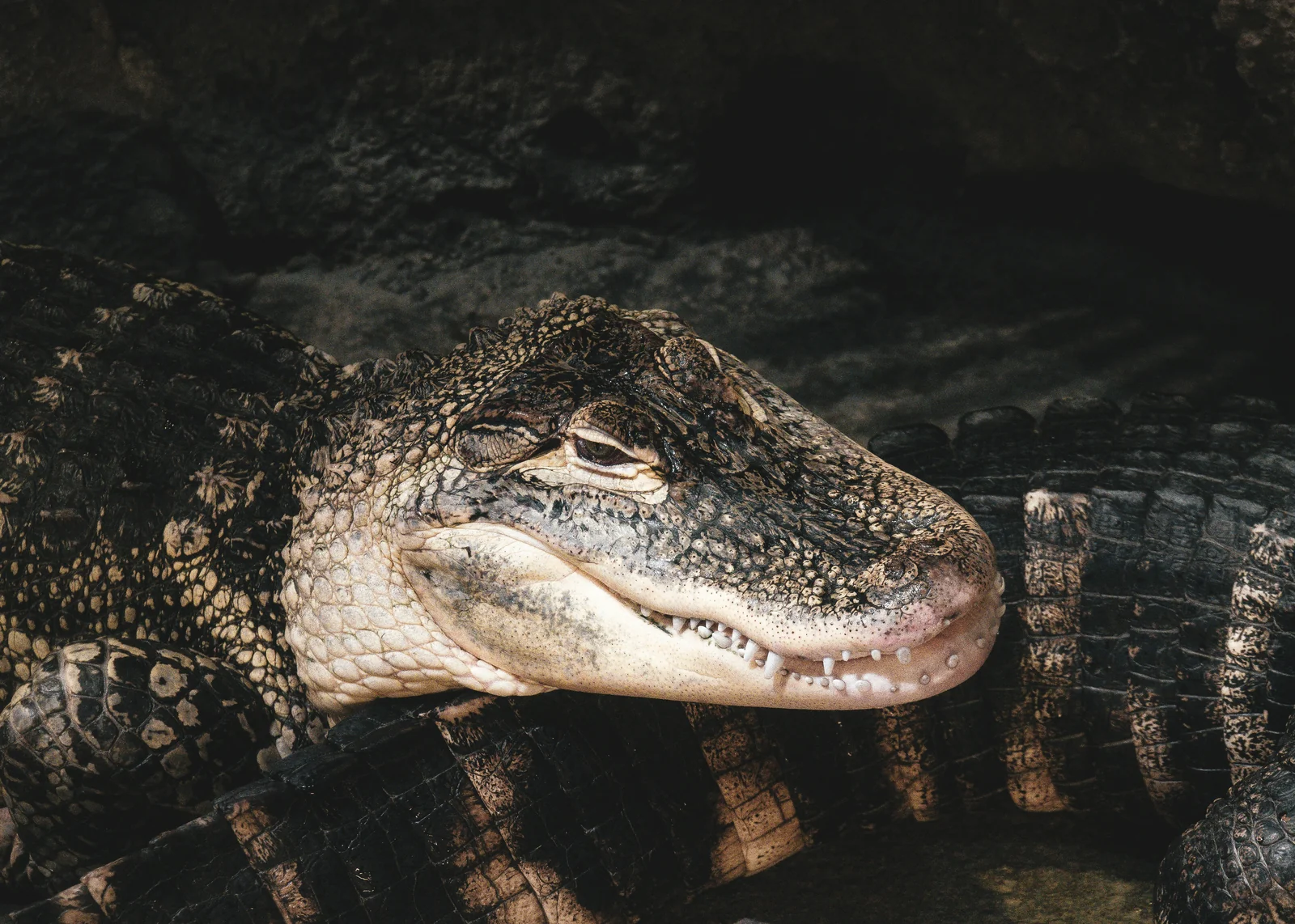 Black caiman en su hábitat · Melanosuchus niger