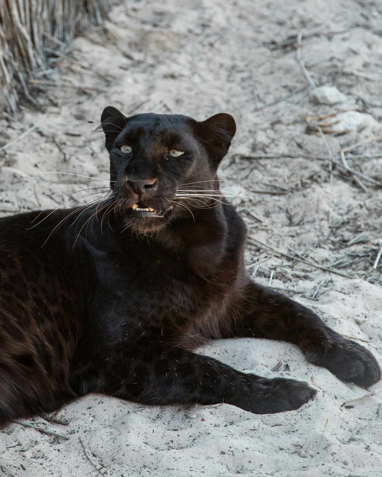 Schwarzer Panther en su hábitat · Panthera pardus