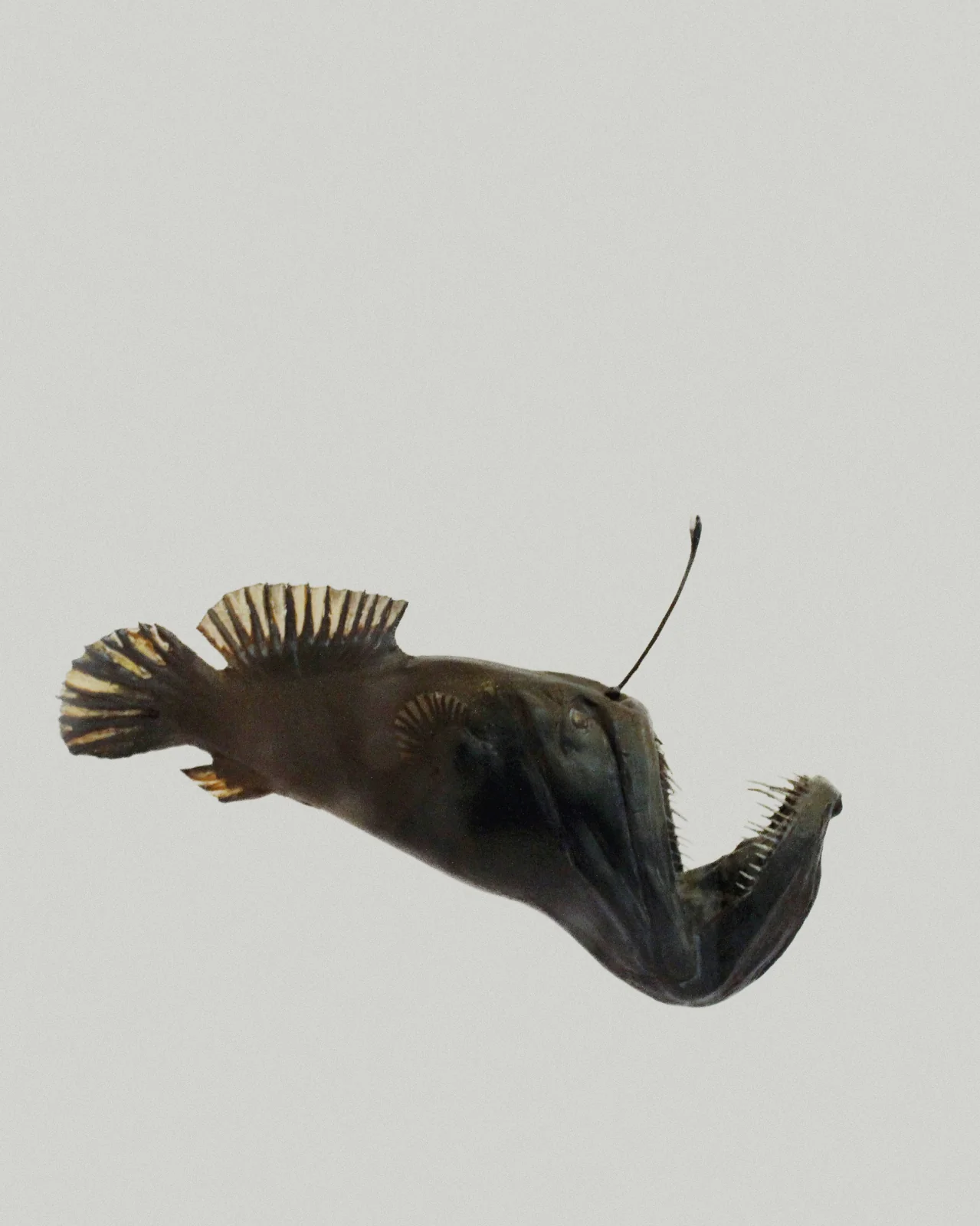 Black seadevil (Melanocetus johnsonii) in the wild
