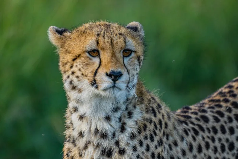 Cheetah en su hábitat · Acinonyx jubatus