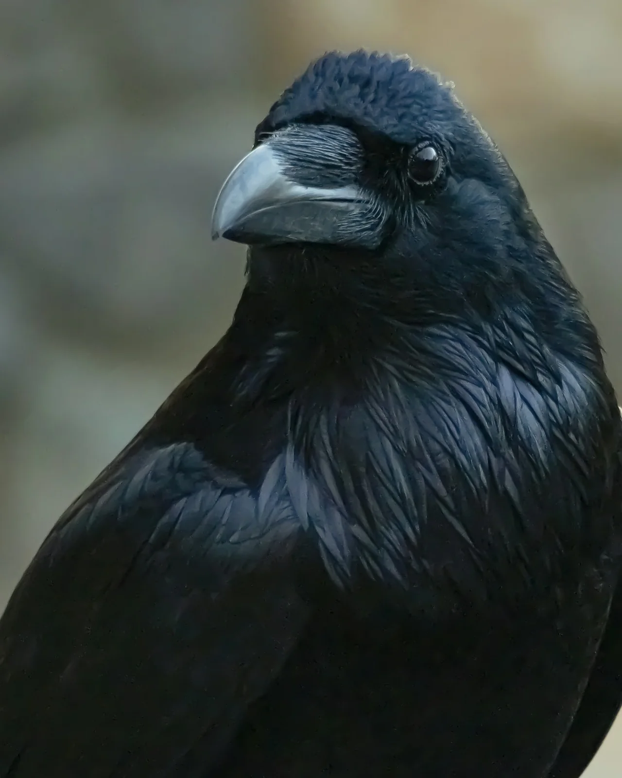 Common raven (Corvus corax) in the wild