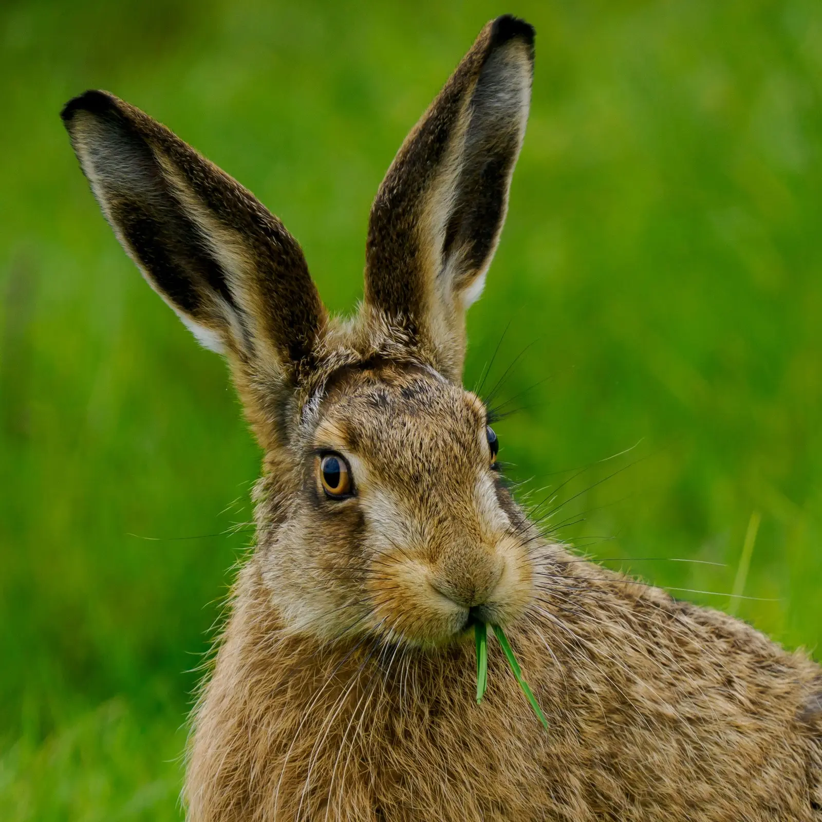 European hare en su hábitat · Lepus europaeus