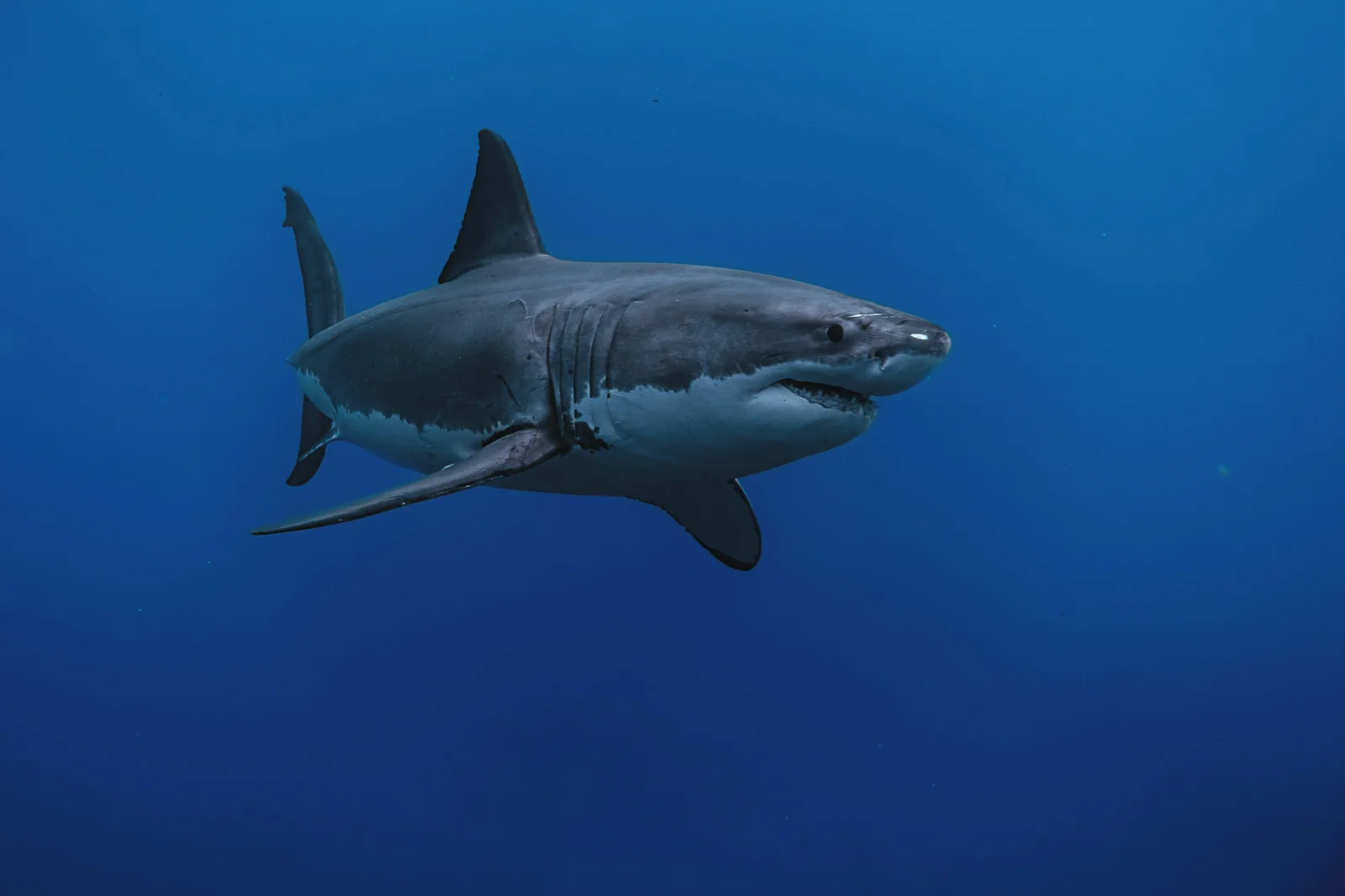 Weißer Hai en su hábitat · Carcharodon carcharias