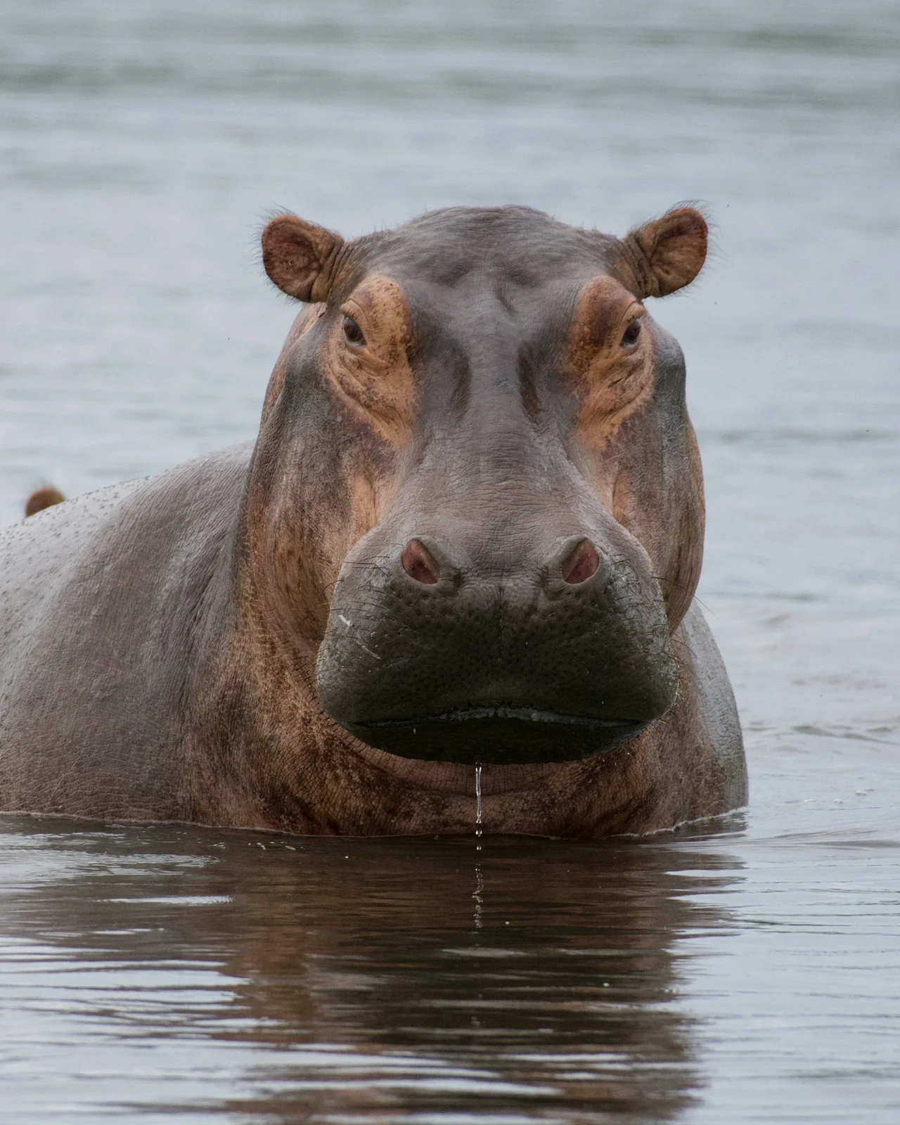 Flusspferd (Hippopotamus amphibius) in freier Wildbahn