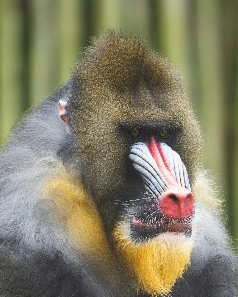 Mandrill (Mandrillus sphinx) in freier Wildbahn