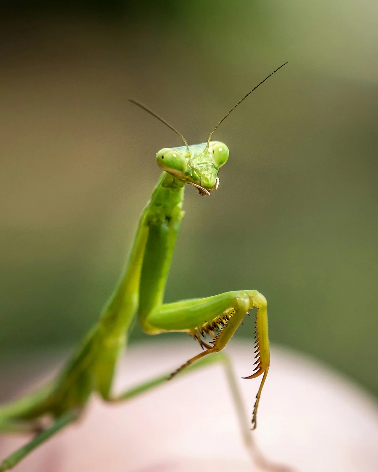 Praying mantis en su hábitat · Mantis religiosa