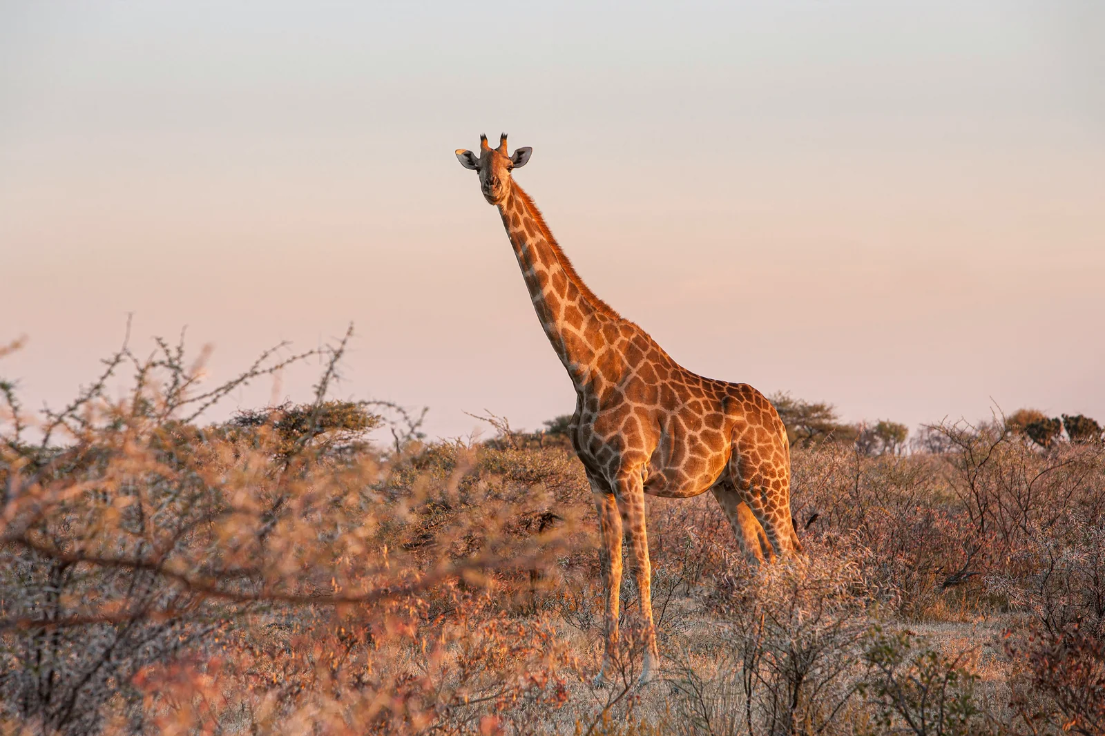Northern giraffe en su hábitat · Giraffa camelopardalis peralta