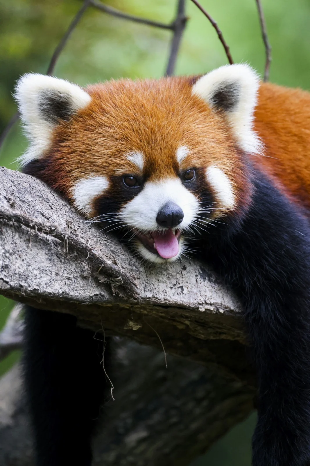 Red panda (Ailurus fulgens) in the wild