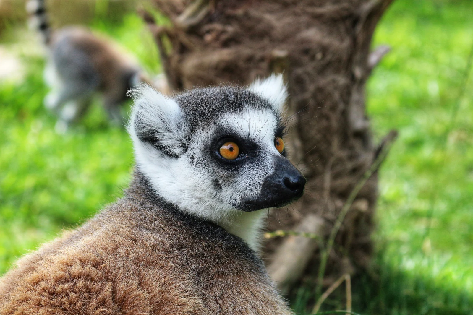 Ring-tailed lemur en su hábitat · Lemur catta
