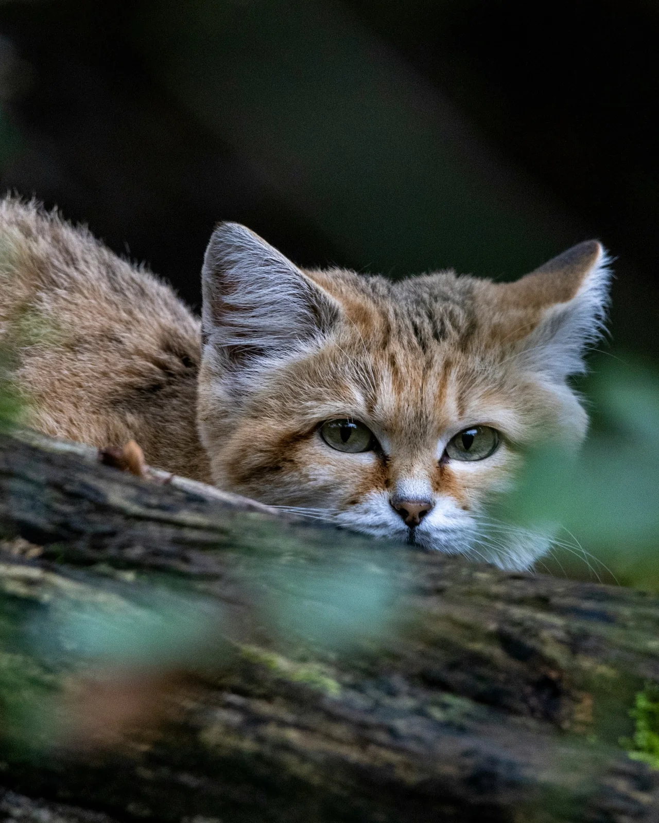 Sand cat (Felis margarita) in the wild