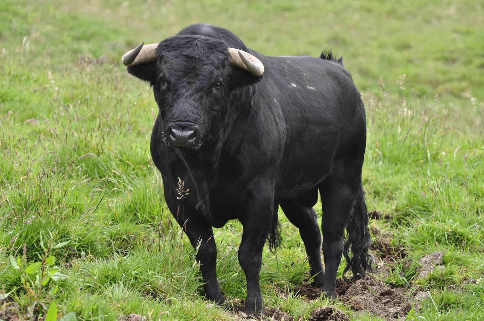 Spanish fighting bull en su hábitat · Bos taurus
