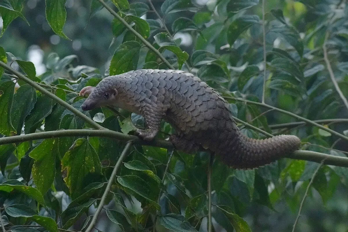 Pangolin de Malaisie en su hábitat · Manis javanica