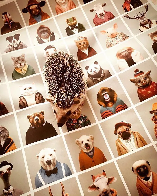 Zoo Portraits · archivo 167 de 170